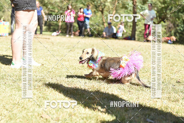 Buy your photos of the event5 Encontro Oficial de Dachshunds e Concurso de Fantasias do Clube dos Salsichanos de Ribeiro Preto/SP on Fotop