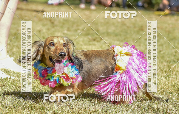 Buy your photos of the event5 Encontro Oficial de Dachshunds e Concurso de Fantasias do Clube dos Salsichanos de Ribeiro Preto/SP on Fotop
