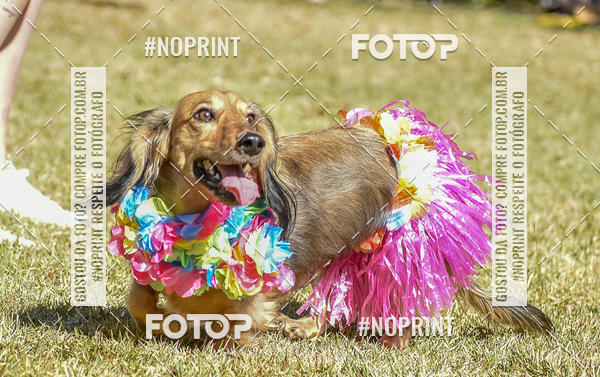 Buy your photos of the event5 Encontro Oficial de Dachshunds e Concurso de Fantasias do Clube dos Salsichanos de Ribeiro Preto/SP on Fotop