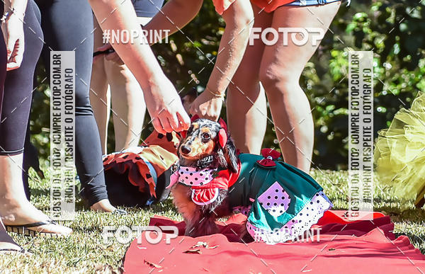 Buy your photos of the event5 Encontro Oficial de Dachshunds e Concurso de Fantasias do Clube dos Salsichanos de Ribeiro Preto/SP on Fotop