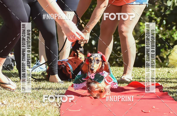 Buy your photos of the event5 Encontro Oficial de Dachshunds e Concurso de Fantasias do Clube dos Salsichanos de Ribeiro Preto/SP on Fotop