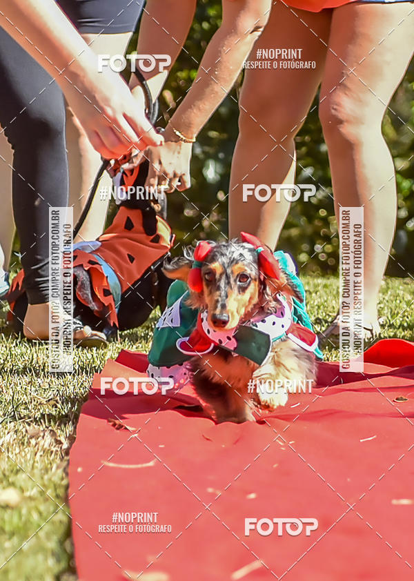 Buy your photos of the event5 Encontro Oficial de Dachshunds e Concurso de Fantasias do Clube dos Salsichanos de Ribeiro Preto/SP on Fotop