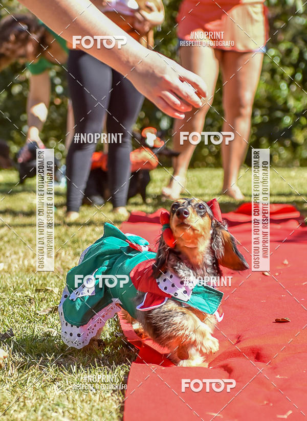 Buy your photos of the event5 Encontro Oficial de Dachshunds e Concurso de Fantasias do Clube dos Salsichanos de Ribeiro Preto/SP on Fotop