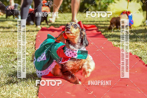 Buy your photos of the event5 Encontro Oficial de Dachshunds e Concurso de Fantasias do Clube dos Salsichanos de Ribeiro Preto/SP on Fotop