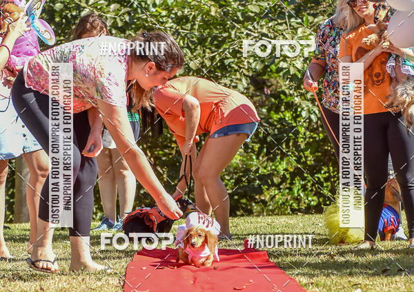 Buy your photos of the event5 Encontro Oficial de Dachshunds e Concurso de Fantasias do Clube dos Salsichanos de Ribeiro Preto/SP on Fotop