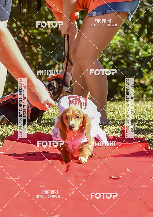 Buy your photos of the event5 Encontro Oficial de Dachshunds e Concurso de Fantasias do Clube dos Salsichanos de Ribeiro Preto/SP on Fotop