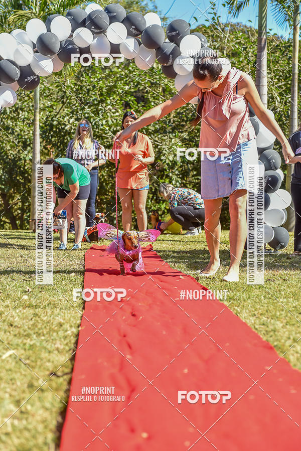 Buy your photos of the event5 Encontro Oficial de Dachshunds e Concurso de Fantasias do Clube dos Salsichanos de Ribeiro Preto/SP on Fotop