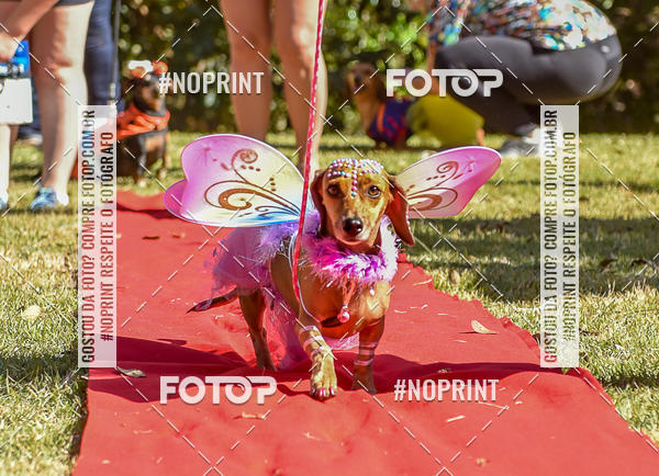Buy your photos of the event5 Encontro Oficial de Dachshunds e Concurso de Fantasias do Clube dos Salsichanos de Ribeiro Preto/SP on Fotop