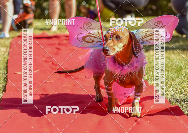 Buy your photos of the event5 Encontro Oficial de Dachshunds e Concurso de Fantasias do Clube dos Salsichanos de Ribeiro Preto/SP on Fotop