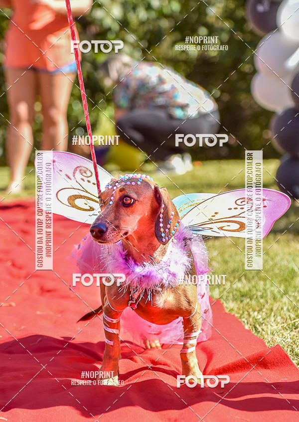 Buy your photos of the event5 Encontro Oficial de Dachshunds e Concurso de Fantasias do Clube dos Salsichanos de Ribeiro Preto/SP on Fotop