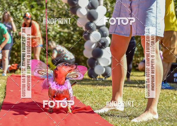 Buy your photos of the event5 Encontro Oficial de Dachshunds e Concurso de Fantasias do Clube dos Salsichanos de Ribeiro Preto/SP on Fotop