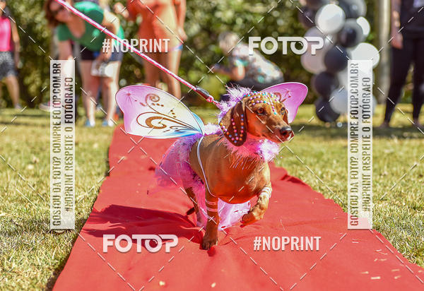 Buy your photos of the event5 Encontro Oficial de Dachshunds e Concurso de Fantasias do Clube dos Salsichanos de Ribeiro Preto/SP on Fotop