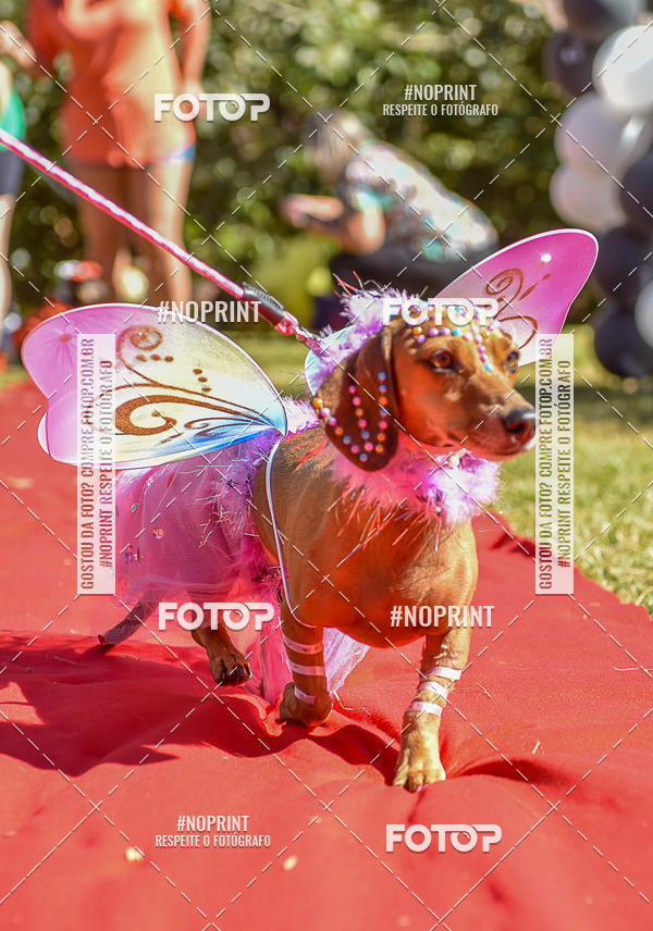 Buy your photos of the event5 Encontro Oficial de Dachshunds e Concurso de Fantasias do Clube dos Salsichanos de Ribeiro Preto/SP on Fotop
