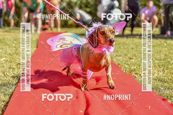 Buy your photos of the event5 Encontro Oficial de Dachshunds e Concurso de Fantasias do Clube dos Salsichanos de Ribeiro Preto/SP on Fotop