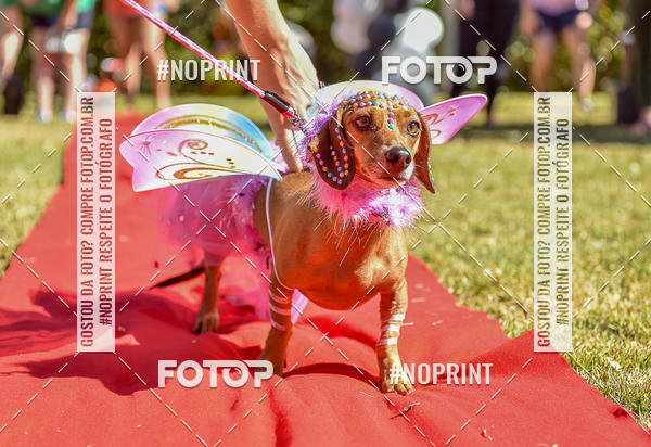 Buy your photos of the event5 Encontro Oficial de Dachshunds e Concurso de Fantasias do Clube dos Salsichanos de Ribeiro Preto/SP on Fotop
