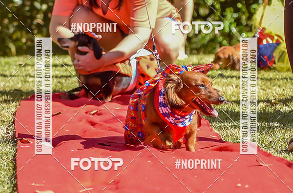 Buy your photos of the event5 Encontro Oficial de Dachshunds e Concurso de Fantasias do Clube dos Salsichanos de Ribeiro Preto/SP on Fotop