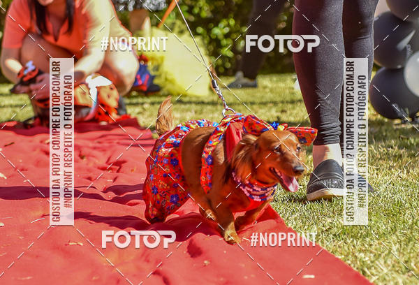 Buy your photos of the event5 Encontro Oficial de Dachshunds e Concurso de Fantasias do Clube dos Salsichanos de Ribeiro Preto/SP on Fotop
