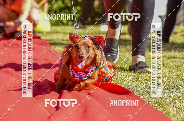 Buy your photos of the event5 Encontro Oficial de Dachshunds e Concurso de Fantasias do Clube dos Salsichanos de Ribeiro Preto/SP on Fotop