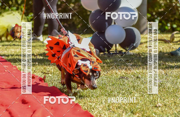 Buy your photos of the event5 Encontro Oficial de Dachshunds e Concurso de Fantasias do Clube dos Salsichanos de Ribeiro Preto/SP on Fotop