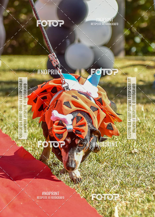 Buy your photos of the event5 Encontro Oficial de Dachshunds e Concurso de Fantasias do Clube dos Salsichanos de Ribeiro Preto/SP on Fotop