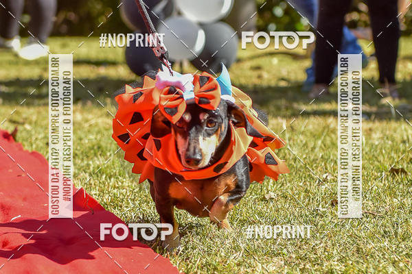 Buy your photos of the event5 Encontro Oficial de Dachshunds e Concurso de Fantasias do Clube dos Salsichanos de Ribeiro Preto/SP on Fotop