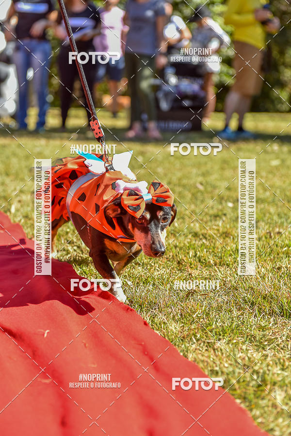 Buy your photos of the event5 Encontro Oficial de Dachshunds e Concurso de Fantasias do Clube dos Salsichanos de Ribeiro Preto/SP on Fotop