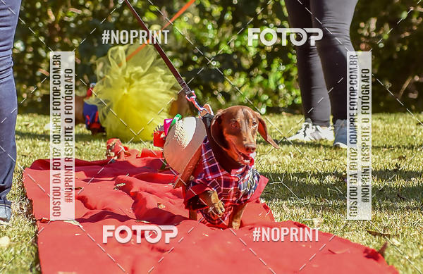 Buy your photos of the event5 Encontro Oficial de Dachshunds e Concurso de Fantasias do Clube dos Salsichanos de Ribeiro Preto/SP on Fotop