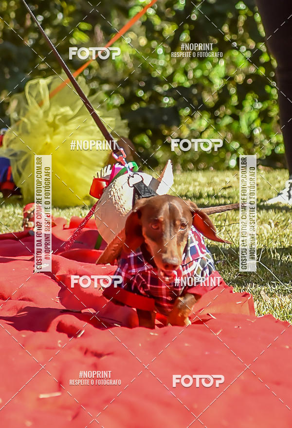 Buy your photos of the event5 Encontro Oficial de Dachshunds e Concurso de Fantasias do Clube dos Salsichanos de Ribeiro Preto/SP on Fotop