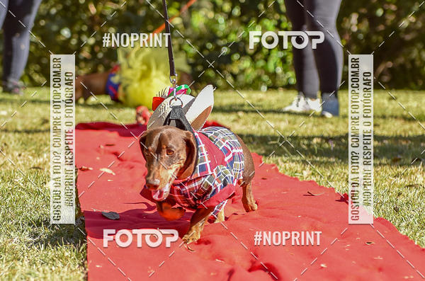 Buy your photos of the event5 Encontro Oficial de Dachshunds e Concurso de Fantasias do Clube dos Salsichanos de Ribeiro Preto/SP on Fotop