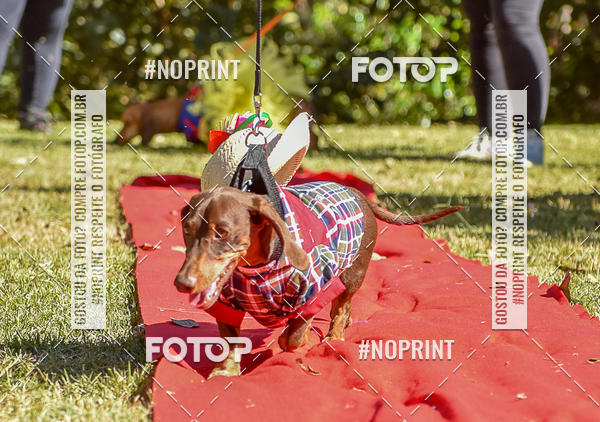 Buy your photos of the event5 Encontro Oficial de Dachshunds e Concurso de Fantasias do Clube dos Salsichanos de Ribeiro Preto/SP on Fotop