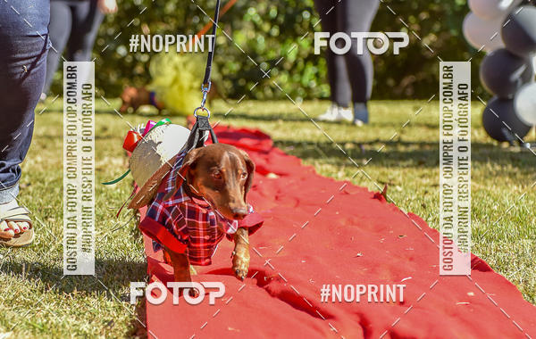 Buy your photos of the event5 Encontro Oficial de Dachshunds e Concurso de Fantasias do Clube dos Salsichanos de Ribeiro Preto/SP on Fotop