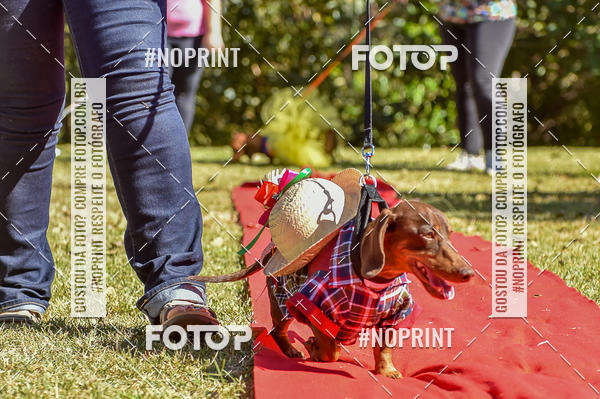 Buy your photos of the event5 Encontro Oficial de Dachshunds e Concurso de Fantasias do Clube dos Salsichanos de Ribeiro Preto/SP on Fotop