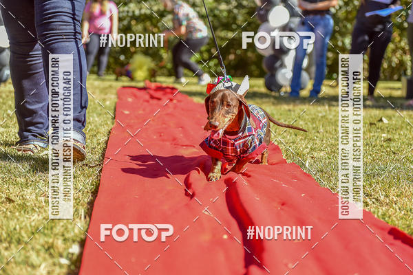 Buy your photos of the event5 Encontro Oficial de Dachshunds e Concurso de Fantasias do Clube dos Salsichanos de Ribeiro Preto/SP on Fotop