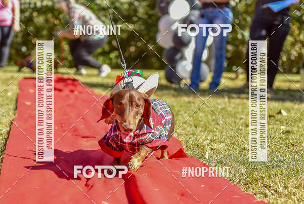 Buy your photos of the event5 Encontro Oficial de Dachshunds e Concurso de Fantasias do Clube dos Salsichanos de Ribeiro Preto/SP on Fotop