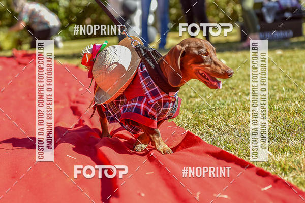 Buy your photos of the event5 Encontro Oficial de Dachshunds e Concurso de Fantasias do Clube dos Salsichanos de Ribeiro Preto/SP on Fotop