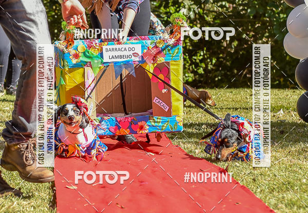 Buy your photos of the event5 Encontro Oficial de Dachshunds e Concurso de Fantasias do Clube dos Salsichanos de Ribeiro Preto/SP on Fotop