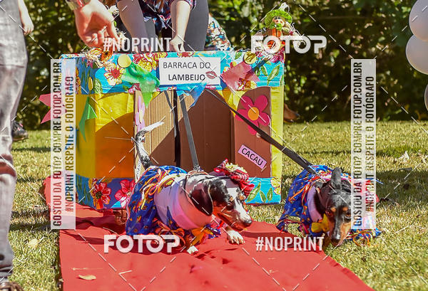 Buy your photos of the event5 Encontro Oficial de Dachshunds e Concurso de Fantasias do Clube dos Salsichanos de Ribeiro Preto/SP on Fotop