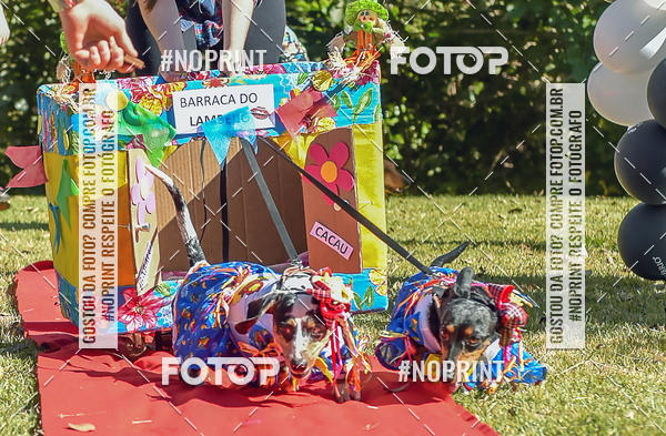 Buy your photos of the event5 Encontro Oficial de Dachshunds e Concurso de Fantasias do Clube dos Salsichanos de Ribeiro Preto/SP on Fotop