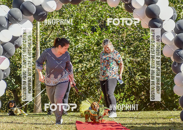 Buy your photos of the event5 Encontro Oficial de Dachshunds e Concurso de Fantasias do Clube dos Salsichanos de Ribeiro Preto/SP on Fotop