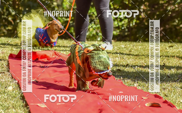 Buy your photos of the event5 Encontro Oficial de Dachshunds e Concurso de Fantasias do Clube dos Salsichanos de Ribeiro Preto/SP on Fotop