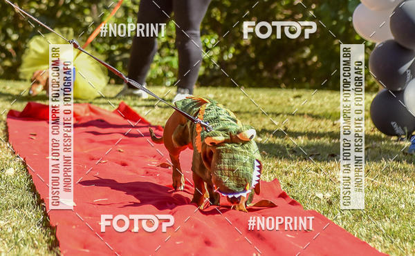 Buy your photos of the event5 Encontro Oficial de Dachshunds e Concurso de Fantasias do Clube dos Salsichanos de Ribeiro Preto/SP on Fotop