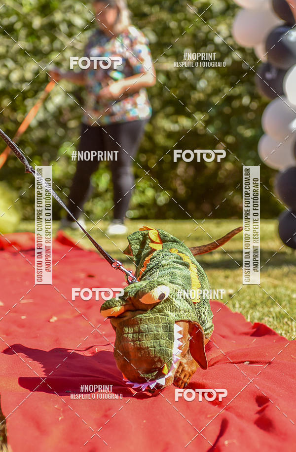 Buy your photos of the event5 Encontro Oficial de Dachshunds e Concurso de Fantasias do Clube dos Salsichanos de Ribeiro Preto/SP on Fotop