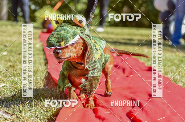 Buy your photos of the event5 Encontro Oficial de Dachshunds e Concurso de Fantasias do Clube dos Salsichanos de Ribeiro Preto/SP on Fotop