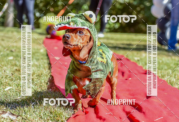 Buy your photos of the event5 Encontro Oficial de Dachshunds e Concurso de Fantasias do Clube dos Salsichanos de Ribeiro Preto/SP on Fotop