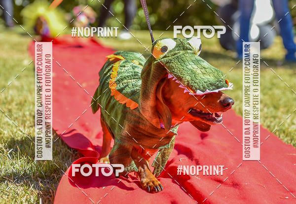 Buy your photos of the event5 Encontro Oficial de Dachshunds e Concurso de Fantasias do Clube dos Salsichanos de Ribeiro Preto/SP on Fotop