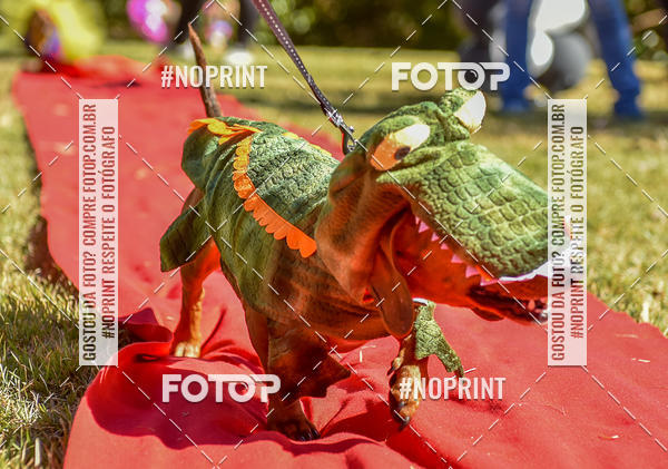 Buy your photos of the event5 Encontro Oficial de Dachshunds e Concurso de Fantasias do Clube dos Salsichanos de Ribeiro Preto/SP on Fotop