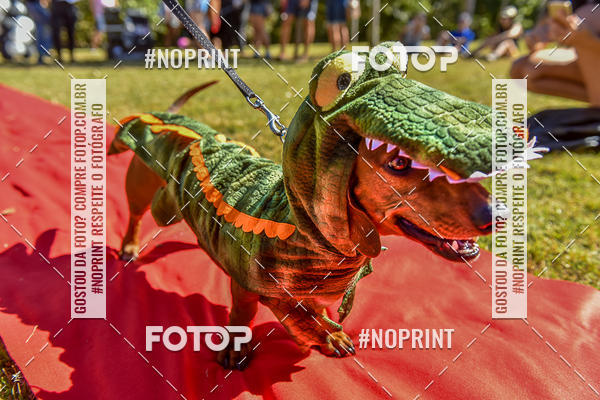Buy your photos of the event5 Encontro Oficial de Dachshunds e Concurso de Fantasias do Clube dos Salsichanos de Ribeiro Preto/SP on Fotop