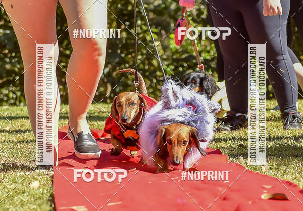 Buy your photos of the event5 Encontro Oficial de Dachshunds e Concurso de Fantasias do Clube dos Salsichanos de Ribeiro Preto/SP on Fotop