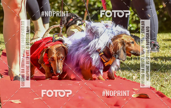 Buy your photos of the event5 Encontro Oficial de Dachshunds e Concurso de Fantasias do Clube dos Salsichanos de Ribeiro Preto/SP on Fotop