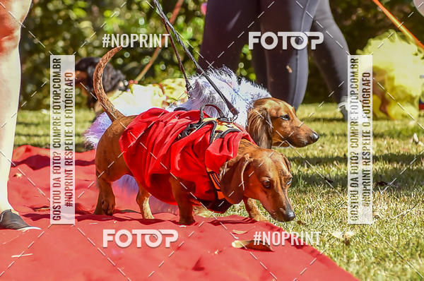 Buy your photos of the event5 Encontro Oficial de Dachshunds e Concurso de Fantasias do Clube dos Salsichanos de Ribeiro Preto/SP on Fotop